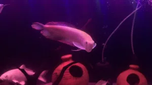 Albino arowna for sale