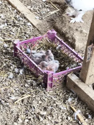 حمام لبيع احجام ممتازه