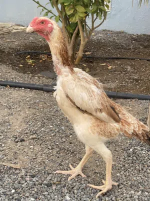 للبيع دجاجة شامو بيور