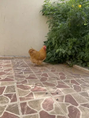 فروج ربي يبرك عمر 8شهور ونص مكان عين زاره