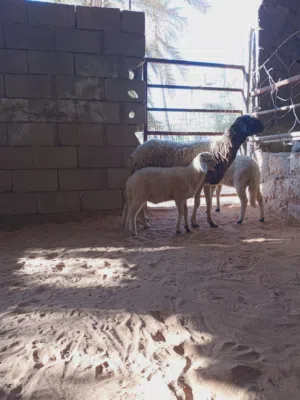 نعجه توميه تحتها خروف وفطيمه..