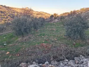 Farm Land for Sale in Ajloun Sakhra