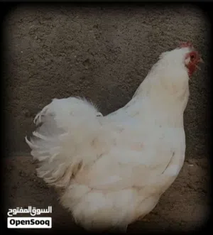 دجاجة استرالية ابيض ثلجي سعر حرررق