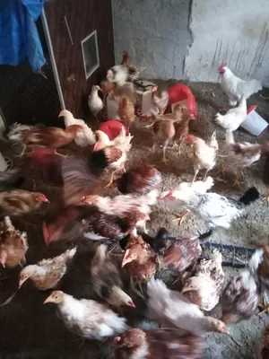 ‏دجاج‏4