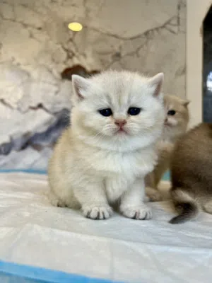 قطط سكوتش فولد وستريت من انقى السلالات  في المملكه ny11 ny25 ns11 cy11 by11 ay11