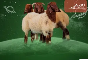 ذبايح  خصوصیات زبايح جدید لبيع ضحايا خرفان نعمي نجدي
