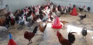 اريد دجاج للبيع بياضات بلدي عمر 5اشهر