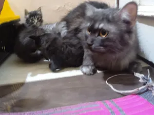 قطة بأولادها