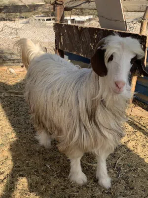 ماشاءالله  جدايه حوالي 3 سنين للبيع