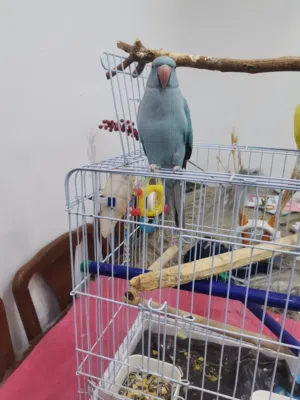 ببغاء دره  اليف محجل بدون قفص
