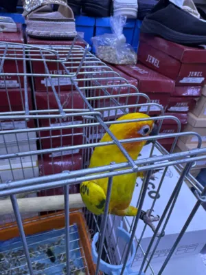 ببغاء صن كيور اليف جدا جدا طير لعوب بتقلو هات بوسه بعطيك وبعيد من وراك هات بوسع
