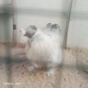 عندي فروج قطني و وكوبيا دجاج كيني امدحيه