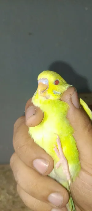 Parrots1