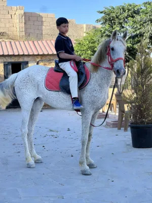 فرس بدوية عالية نخب النخب