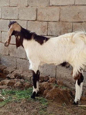 صخول شوامي صلم نثيه وفحل خشنات نضيفات حلوات النثيه راكبه