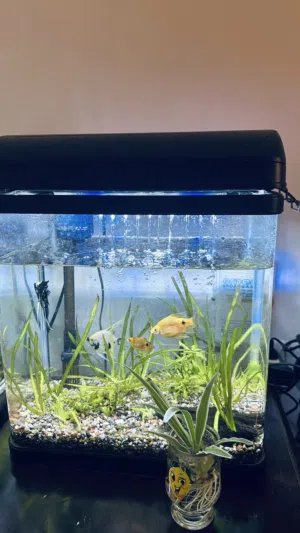 Full set of fish aquarium