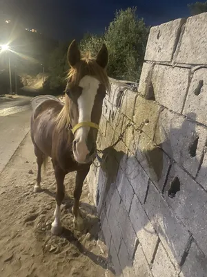 Horses0