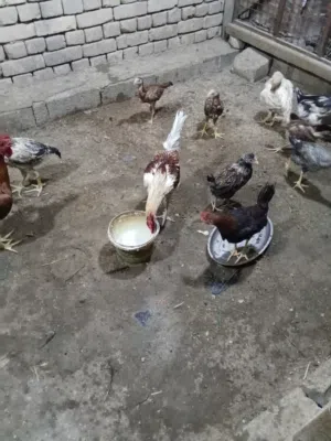 متاح دجاج للبيع بل البصره اقره الوصف