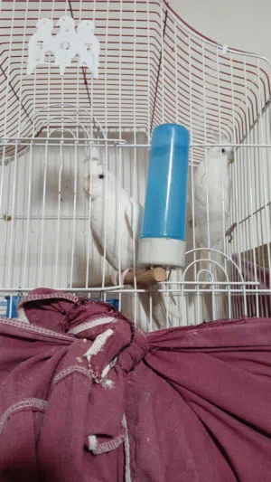 جوز كروان للبيع