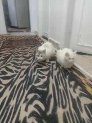 قطة شيرازي روسي بيضاء