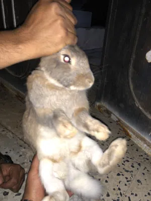 كوبيه أرنب عملاق