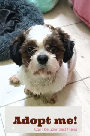 Shitzu For adaption(male)