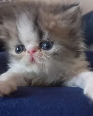 للبيع قطط شيرازي بيكي فيس مع الام