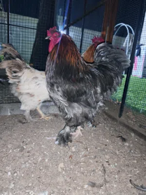 Brahma Chickens
