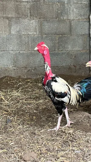 للبيع دية فيتنامي بصحه ممتازه جدا عمر سنه و3 اشهر