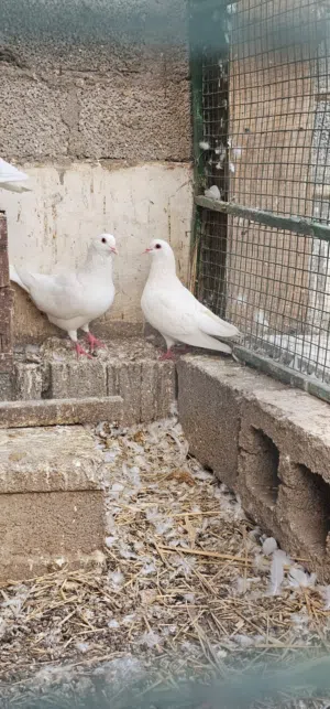 حمام لاحم فرنسي