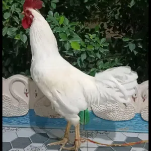 15 مطلوب ديج الابيض