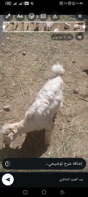 الاستماره للبيع  للبيع : تيس عماني  للذبح أو التربية الحاله: ممتاز  العمر : 4 الى 5 شهور تقريبا