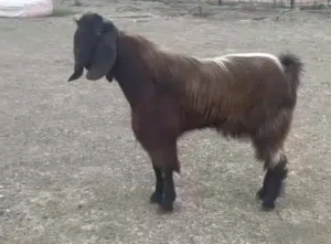 فحل قبرصي حار