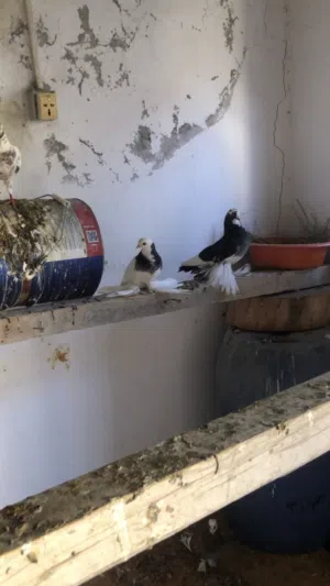 كوبيا ربي يبارك