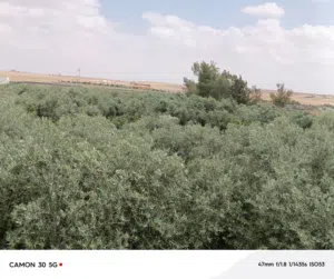Mixed Use Land for Sale in Amman Al Jizah