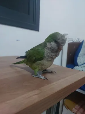 ‏ببغاء‏0