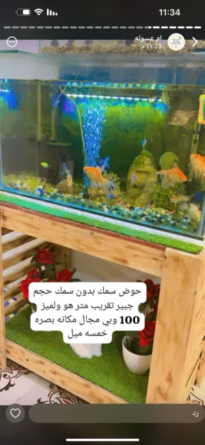 حوض سمك مع اسماك 6