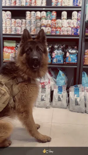 جيرمن لونق هير كسحه  كلب ذكي جدا ماخذ جميع المطاعيم  معقم صحه ممتازه عضم عريض ضخامه  عمرو سنه 8 شهور