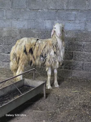 للبيع كبش نجدي