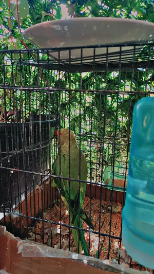 Parrots1