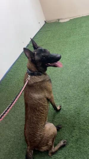 بلجم مالينو لتلقيح للبيع