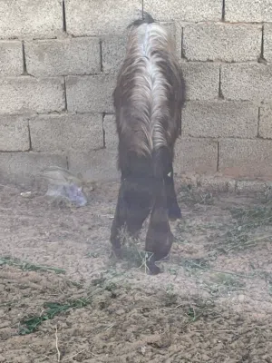 جدي مش مبدل