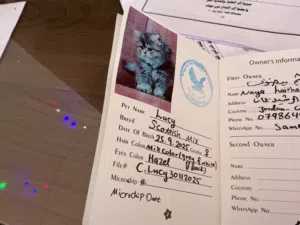 قطة انثى سكوتش فولد مكس لعوبة