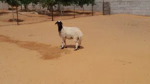 فطيمه وطنيه الله يبارك عمرها ف6شهور سليمه من العيوب والامراض متع تربيه او موس لبيدبح المكان تاجوراء