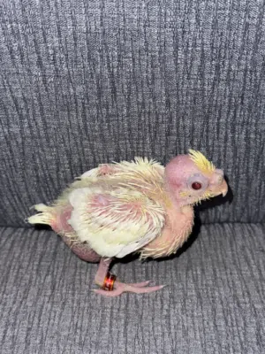 فروخ كوكتيل لاتينو عيون حمرة