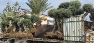 بيع شجر مثمر الزيتون