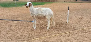 فطيمة للبيع عمرها 8 شهور