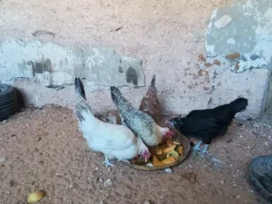 5 دجاجات عربيات مخلطات في الدحي ربي يبارك