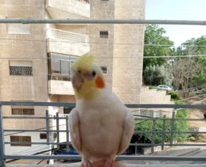 بغبغاء كوكتيل مغرد صوت جميل بيحكي حبيبي والسلام عليكم