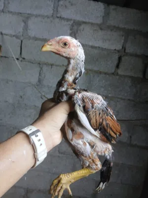 دجاج باكستاني